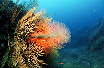 Giant feather duster. Mediterranean Sea