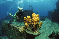 Diver and Yellow tube sponge (Aplysina fistularis) growing on ship wreck