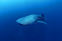 RF- Whale shark off Christmas Island (Rhincodon typus), Indian Ocean. (This image may be licensed either as rights managed or royalty free.)