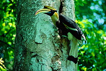 Great Indian hornbill (Buceros bicornis) male, Khao Yai NP, Thailand
