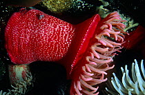 Sea anemone (Tealia sp) PAcific coast of USA