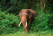 Indian elephant (Elephas maximus) Nagarahole NP, India