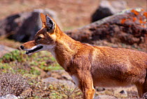 Simien jackal / Ethiopian wolf (Canis simensis) Sanetti plateau, Ethiopia.