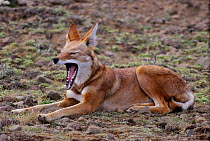 Simien jackal / Ethiopian wolf yawning (Canis simensis) Sanetti plateau, Ethiopia.