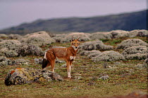 Simien jackal (Ethiopian wolf)  Sanetti plateau, Ethiopia.