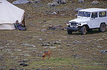 Simien jackal {Canis simensis} at camp site, Sanetti plateau, Ethiopia