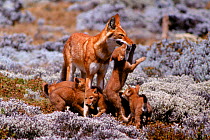 Simien jackal (Ethiopian wolf) with cubs. Sanetti plateau, Ethiopia