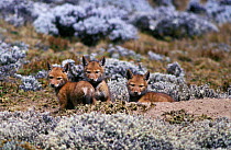 Simien jackal / Ethiopian wolf cubs (Canis simensis) Ethiopia.