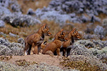 Simien jackal / Ethiopian wolf cubs (Canis simensis) Ethiopia.