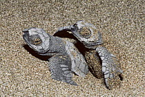 Olive Ridley turtle hatchlings on beach in Costa Rica