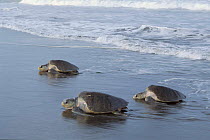 Olive Ridley turtles come ashore to lay eggs, Costa Rica
