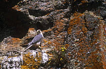 Lanner falcon (Falco biarnicus) on rocks, Ethiopia.