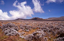 Short afroalpine meadows of High Sanetti plateau landscape, Bale Mountains NP, Ethiopia, East Africa