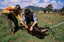 Vets vaccinate Domestic dogs against rabies. Ethiopia.