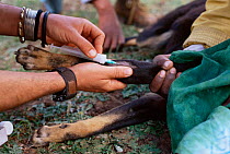 Vets vaccinate Domestic dog against rabies. Ethiopia.