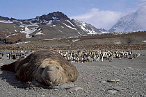 Southern elephant seal bull and King penguin rookery. Antarctica, St Andrews Bay
