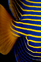 Close-up of skin around tail of Emperor angelfish (Polmacanthus imperator) Red Sea