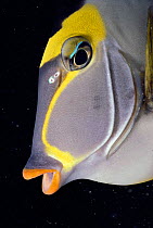 Face / head profile of Orangespine unicornfish (Naso Lituratus) Papua New Guinea