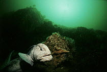 Wolf eel (Anarhichthys ocellatus) Pacific Ocean off Canada