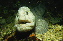 Wolf eel (Anarhichthys ocellatus) Pacific Canada