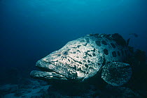 Potato grouper (Epinephelus tukula) Great Barrier Reef, Australia