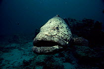 Potato grouper (cod) Great Barrier Reef Australia