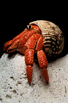 Hermit crab hunting on beach at night. Great Barrier Reef, Queensland, Australia
