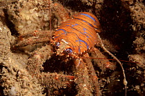 Spiny squat lobster on seabed off Plymouth, Devon, UK