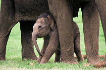 Baby Indian elephant under mother's legs. Kabini NP India. Note teet between front legs