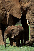 African elephant and baby {Loxodonta africana} Samburu Game Reserve, Kenya, East Africa