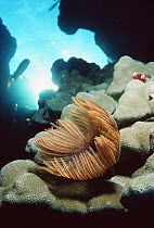 Sabelled worm / fan worm (Sabellastarte indica) Red Sea