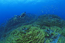 Diver over Cabbage coral field {Turbinaria sp} Indo-Pacific