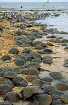 Horseshoe crabs (Limulus polyphemus) spawn on beach. Delaware Bay,  New Jersey USA