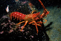 Spiny lobster off Island of Skye, Scotland