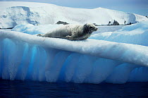 Crabeater seal on ice floe. (Loboden carcinophagus)Antarctic