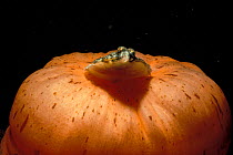 Juvenile Flounder fish (Pseudopleuronectes america} captured by anemone, USA,