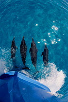 Atlantic spotted dolphins (Stenella frontalis) bowriding Bahamas