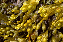 Bladder wrack (Fucus vesiculosus). Loch Carron, Scotland, UK, Europe
