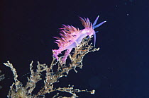 Aeolid Nudibranch (Flabellina affinis), Corsica, Mediterranean