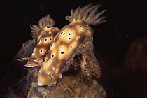 Mating dorid nudibranchs (Risbecia tryoni), Indo-Pacific