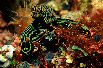 Dorid nudibranch (Tambja sp) Pacific Phillippines