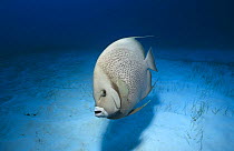 Grey Angelfish (Pomacanthus arcuatus) Caribbean