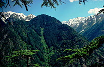 Tragopan forests on south side Palas Valley, Pakistan