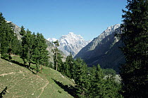 View up the Naltar Valley from Naltar in summer, near Gilgit, Karakoram range, Northern Pakistan