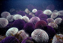Sea urchins graze on algae, Brittany France