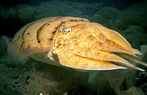 Pharaoh cuttlefish portrait. Bahrain (Sepia pharaonis) Arabian Gulf