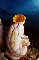 Tunicate, Indo-Pacific Ocean