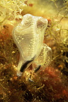Tunicate (Clavelina lepadiformis)  Mediterranean Sea
