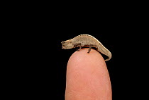 Stump tailed chameleon on person's finger, Madagascar