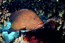 Coral hind (grouper) in coral reef, Red Sea